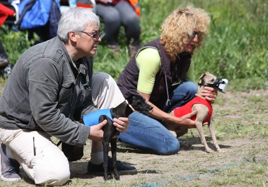 51+ Italienische Windspiele In Not, 7 jahre alt, gechipt, geimpft,