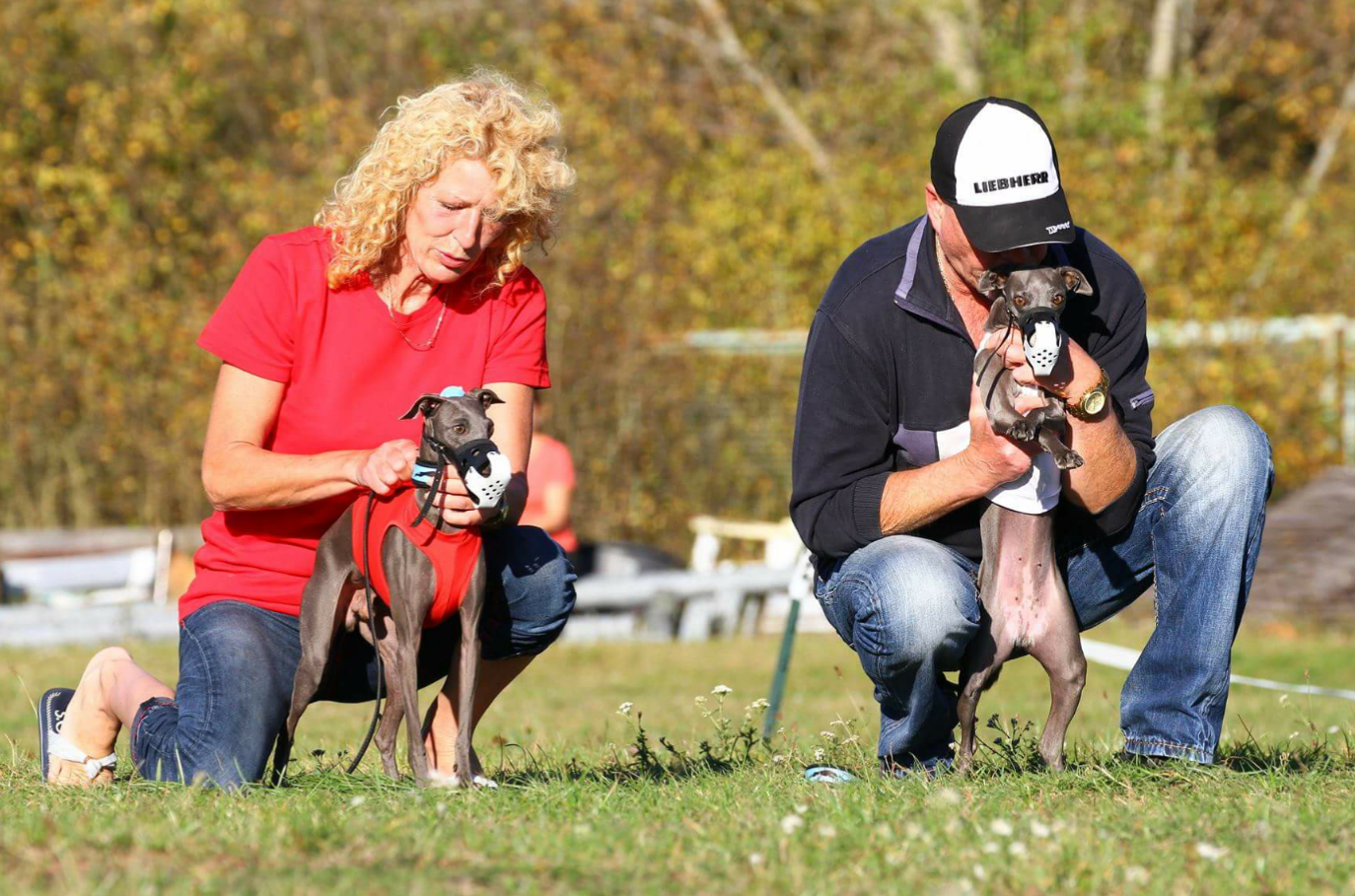 Italienische Windspiele im Sport Italienische Windspiele